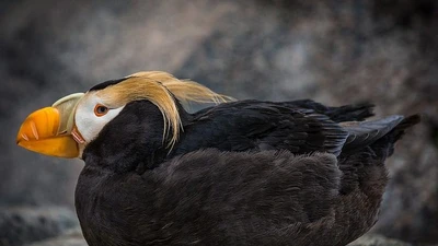 Vẹt biển ngù lông: Biểu tượng sinh thái vùng biển lạnh