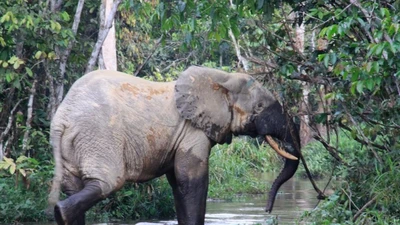 Voi rừng châu Phi, loài dễ tổn thương nhưng giữ vai trò lớn