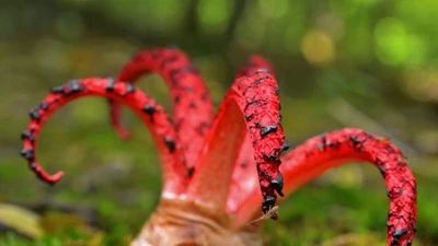 Nấm ngón tay quỷ: Vẻ đẹp siêu thực của loài nấm kỳ dị