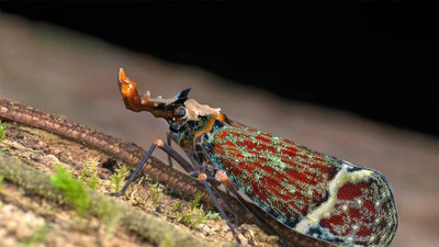 Hình dạng kỳ lạ của ve sầu đầu rồng và ý nghĩa văn hóa