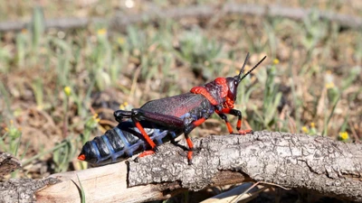 Châu chấu bọt độc châu Phi sở hữu màu sắc kỳ dị