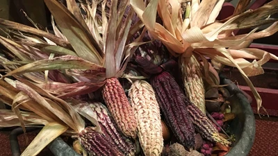 Nguồn gốc lịch sử 9.000 năm của cây ngô và vai trò văn hóa