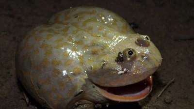 Loài ếch kỳ lạ, nổi bật trong thế giới lưỡng cư và sinh thái tự nhiên