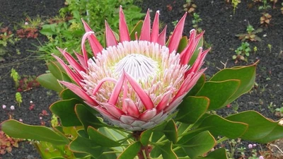 Khám phá vẻ đẹp kỳ vĩ của hoa thảo đường hoàng đế