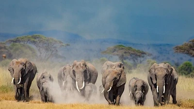 Vườn quốc gia Amboseli Kenya gây sốt với đàn voi khổng lồ