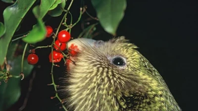 Cận cảnh loài vẹt lớn nhất hành tinh, lông có mùi như mật ong 