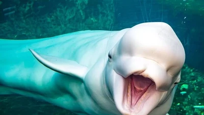 Cá voi Beluga trắng muốt, sinh vật thông minh khiến thế giới say mê khám phá