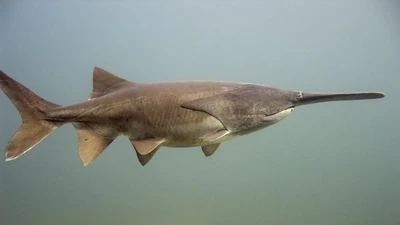 Loài cá cổ xưa với chiếc mõm kỳ lạ tại Bắc Mỹ