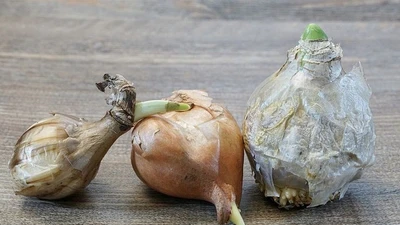 Lịch sử hơn 5.000 năm của cây hành tây và những điều ít biết