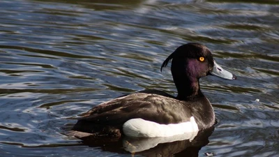 Loài vịt có mào đặc biệt chỉ xuất hiện tại Việt Nam mùa đông