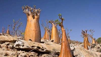 Khám phá hệ sinh thái kỳ lạ của đảo Socotra