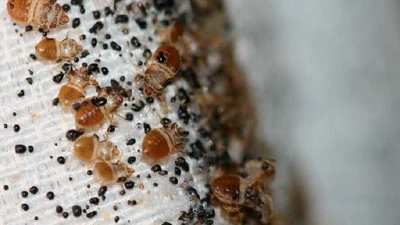 Tiết lộ sốc về loài côn trùng gây ám ảnh toàn cầu, ghét hơn cả gián