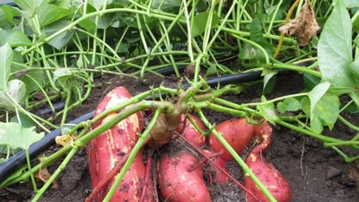 Điều kỳ thú về loài cây 'cứu đói' toàn cầu