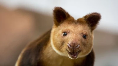 Lạ lùng loài chuột túi sở hữu tuyệt kỹ leo trèo điêu luyện