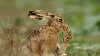 Thỏ rừng Cape: Kẻ thích nghi vượt mọi giới hạn khí hậu