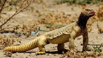 Cái đuôi đáng sợ của thằn lằn đuôi chuỳ Ai Cập trong sa mạc