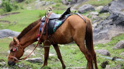 Văn hóa và lịch sử của ngựa thuần hóa bắt nguồn từ thảo nguyên Á-Âu