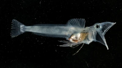 Khám phá cá băng Nam Cực: Bí ẩn của sinh vật trong suốt thích nghi lạnh giá