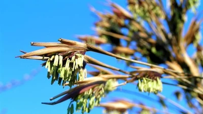 Tre ra hoa: điềm báo hay chiến lược sinh tồn của tự nhiên?