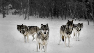 Tiết lộ về trật tự xã hội của bầy chó sói trong tự nhiên