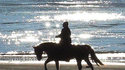 Trí nhớ đặc biệt của ngựa giúp chúng nhận diện và phản ứng chính xác