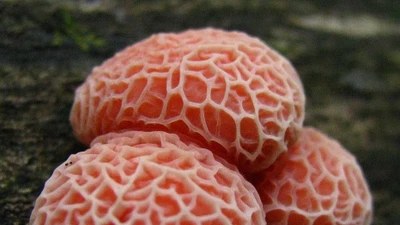 Bí ẩn chưa được khám phá hết về giới nấm trong sinh học