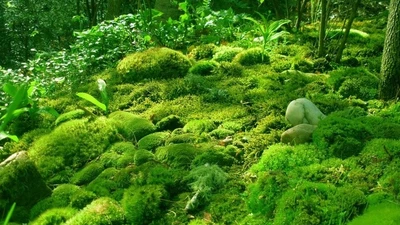 Rêu cổ xưa và vai trò quan trọng trong hệ sinh thái