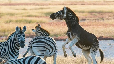 Tại sao ngựa vằn khó trở thành thú cưỡi? Bài học từ tiến hóa