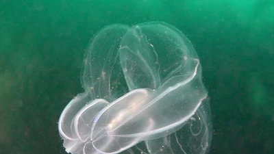Sứa lược - sinh vật huyền bí cổ đại có khả năng phục hồi kỳ diệu