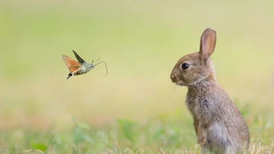 Khám phá loài thỏ lùn bí ẩn, sinh tồn trong môi trường khắc nghiệt