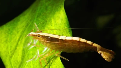 Tôm tre: loài tôm lọc thức ăn đặc biệt của sông suối Đông Nam Á