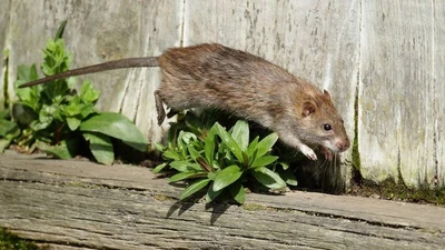 Chuột cống và những khả năng siêu phàm gây choáng váng