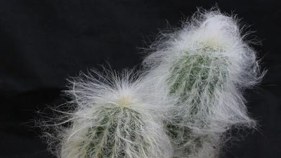 Loài cây kỳ lạ toàn thân phủ kín lông trắng, nhiều người lùng mua làm cảnh