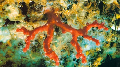 Khám phá san hô đỏ đại dương từng được xem linh vật
