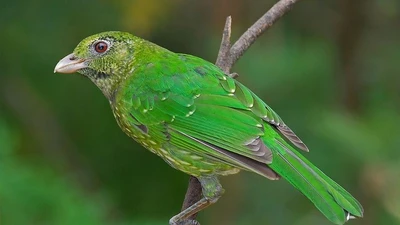 Chim nhại mèo xanh: chú chim rừng rậm Úc với âm thanh đặc biệt