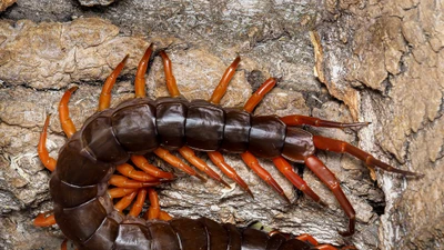 Rết khổng lồ Việt Nam: Kẻ săn mồi đêm đáng sợ và khả năng sinh tồn kỳ diệu