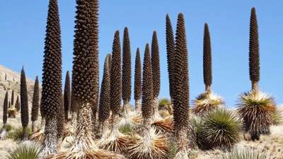 Dứa nữ hoàng Andes: Kỳ quan sinh thái trên đỉnh núi