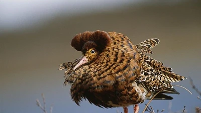 Chim dẽ lớn và hành vi độc đáo trong mùa sinh sản