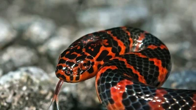 Rắn bùn miền Đông: Kẻ săn mồi đêm lặng lẽ trong đầm lầy nước ngọt