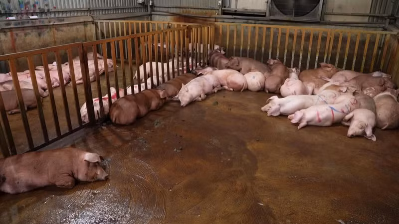 Bên trong cơ sở giết mổ heo bệnh. Ảnh nguoilaodong