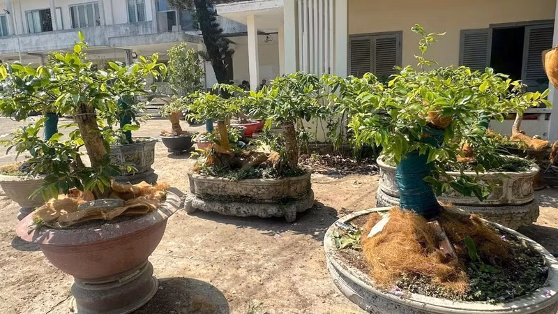 Vụ tịch thu 42 cây mai vàng ở Côn Đảo... cần phân biệt 'cây cảnh' - 'lâm sản'