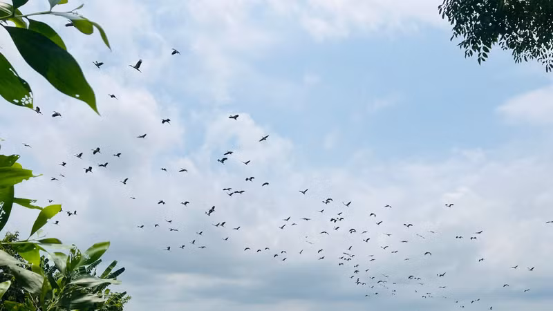 Hàng trăm con cò nhạn bỗng xuất hiện bay rợp trời ở Huế