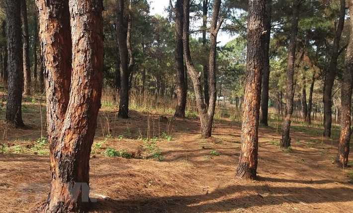 Hàng trăm cây thông thuộc Ban quản lý rừng phòng hộ Bắc Biển Hồ, tỉnh Gia Lai bị róc vỏ. (Ảnh: Dư Toán/TTXVN)