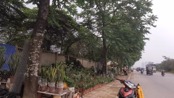 Các chậu cây cảnh cũng được bày bán cố định trên vỉa hè tuyến đường gom đại lộ.