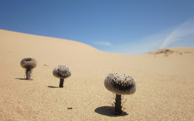 Một loài cây kỳ lạ và hiếm có, đặc hữu trong sa mạc Sonoran Mot loai cay ky la va hiem co, dac huu trong sa mac Sonoran