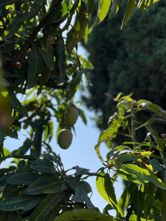 Me man khong gian xanh muot trong nha vuon cua Kim Hien o My-Hinh-2