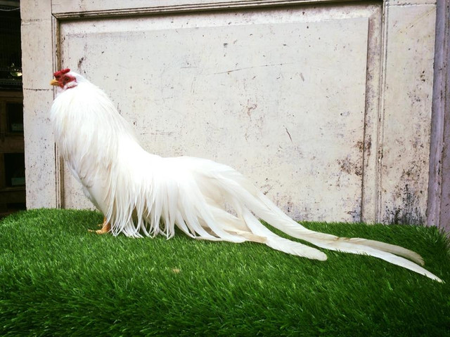 Đại gia chi tiền triệu tìm giống gà quý tộc - Hình 6 Dai gia chi tien trieu tim giong ga quy toc-Hinh-6