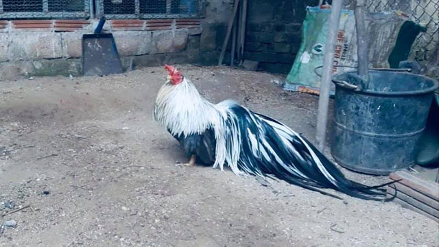 Đại gia chi tiền triệu tìm giống gà quý tộc - Hình 2 Dai gia chi tien trieu tim giong ga quy toc-Hinh-2