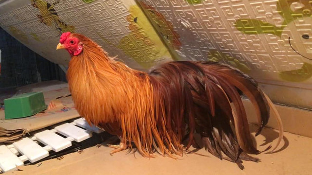 Đại gia chi tiền triệu tìm giống gà quý tộc Dai gia chi tien trieu tim giong ga quy toc