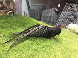 Đại gia chi tiền triệu tìm giống gà quý tộc - Hình 9 Dai gia chi tien trieu tim giong ga quy toc-Hinh-9